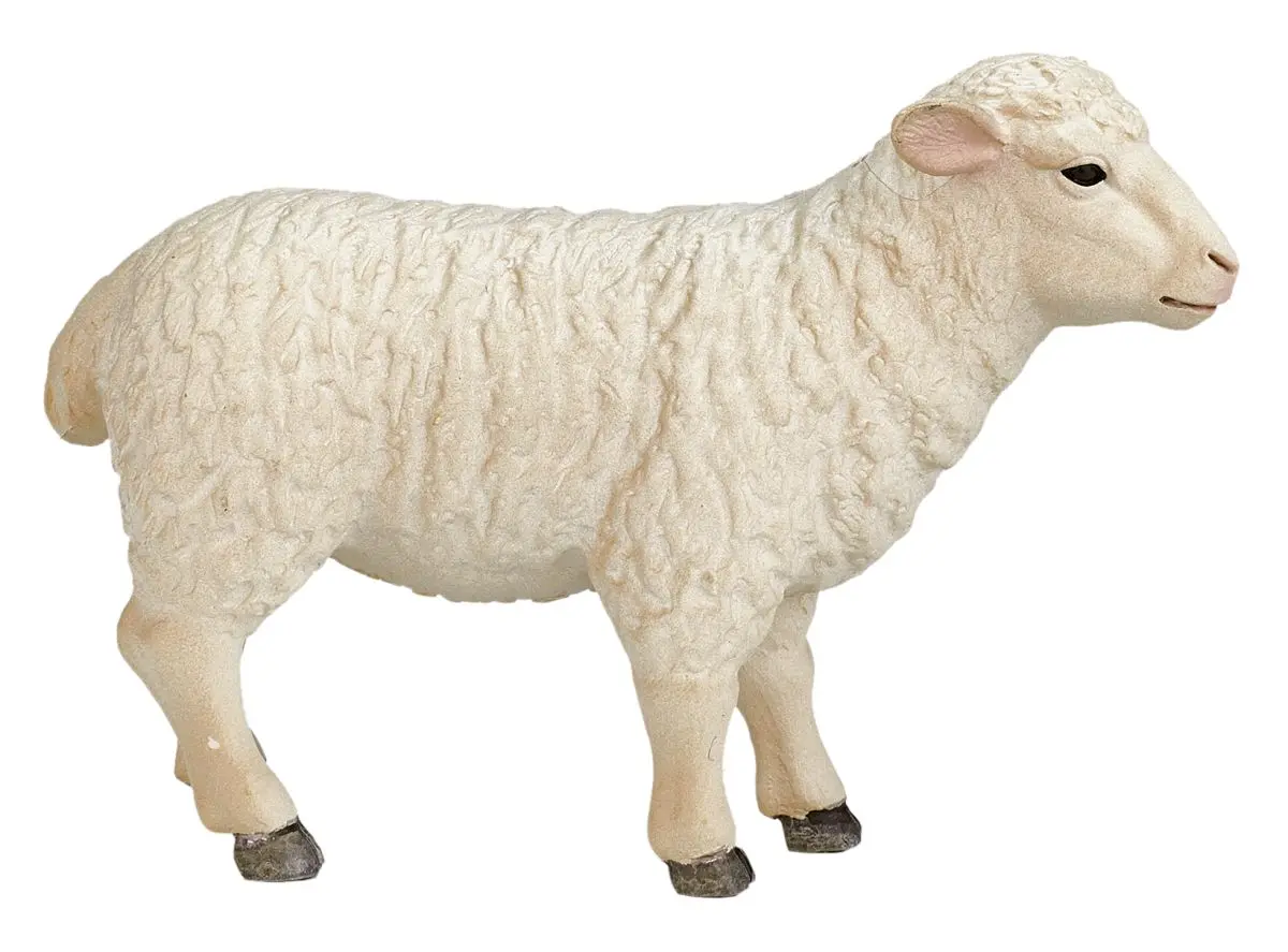 Овца - фото