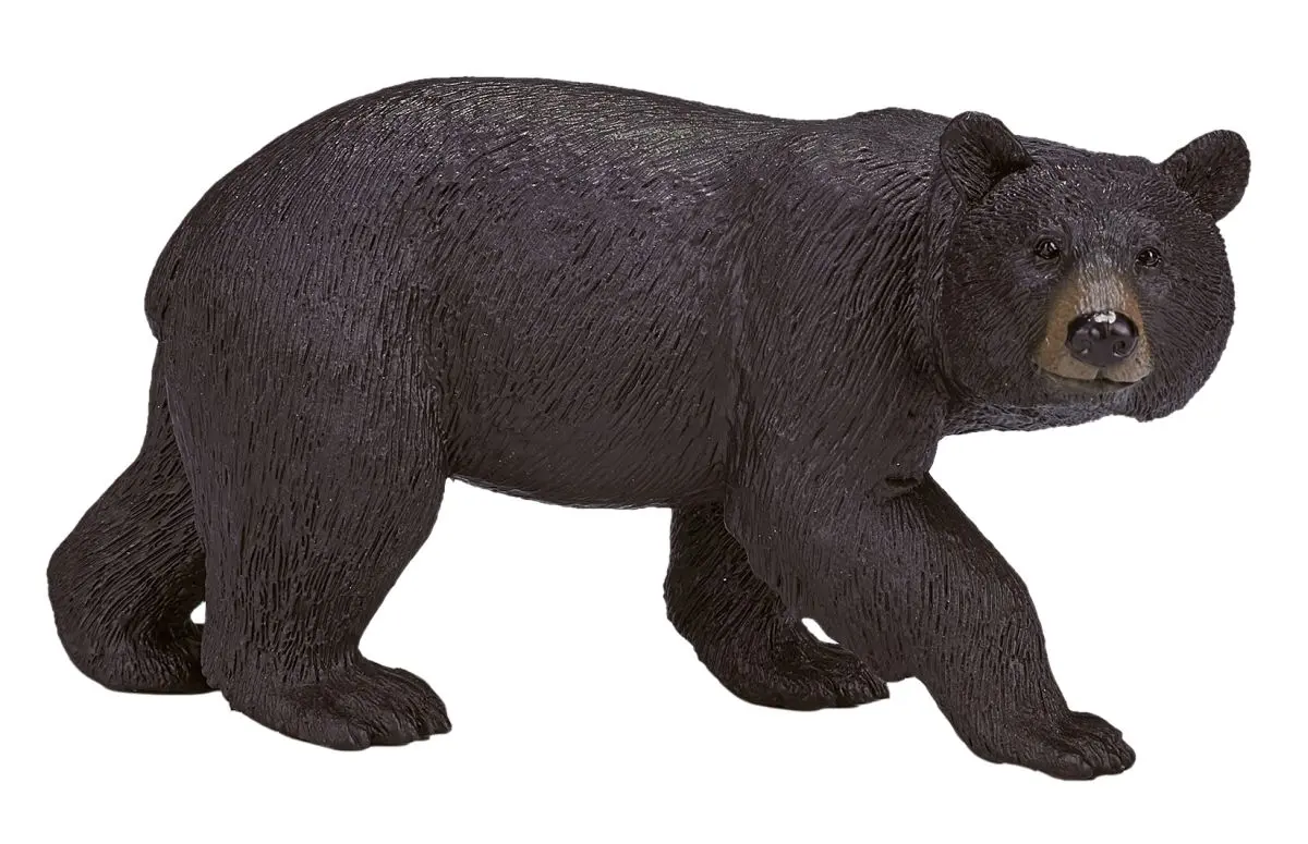 Американский черный медведь - фото