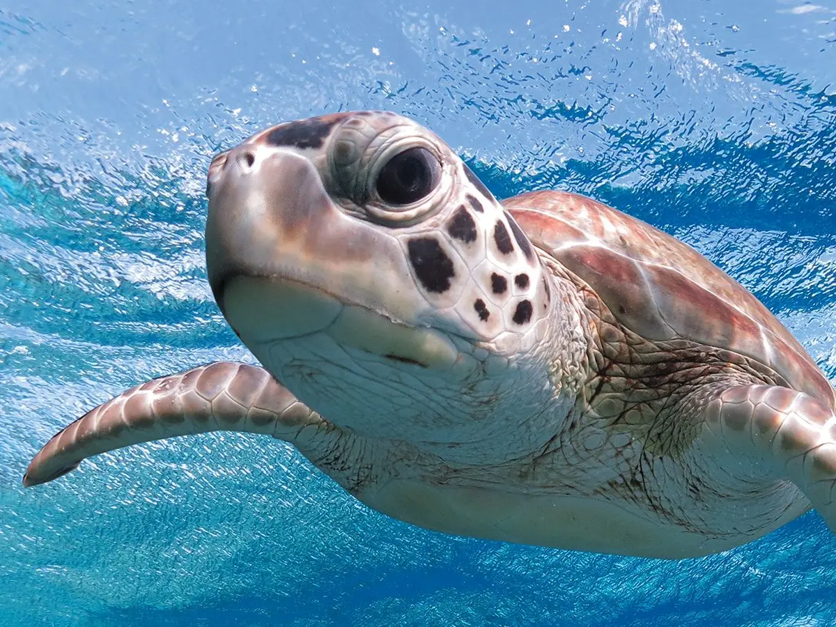 Стерео-пазл "Морская черепаха" - фото