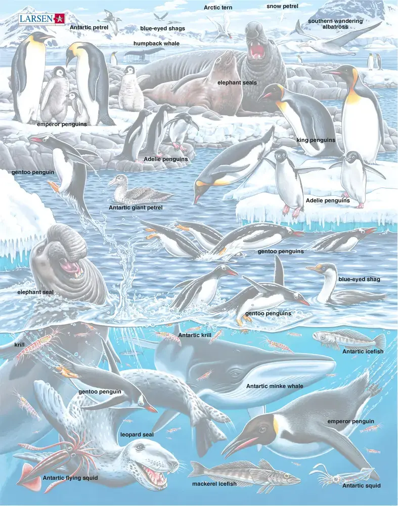 Пазл "Животный мир Антарктики" - фото
