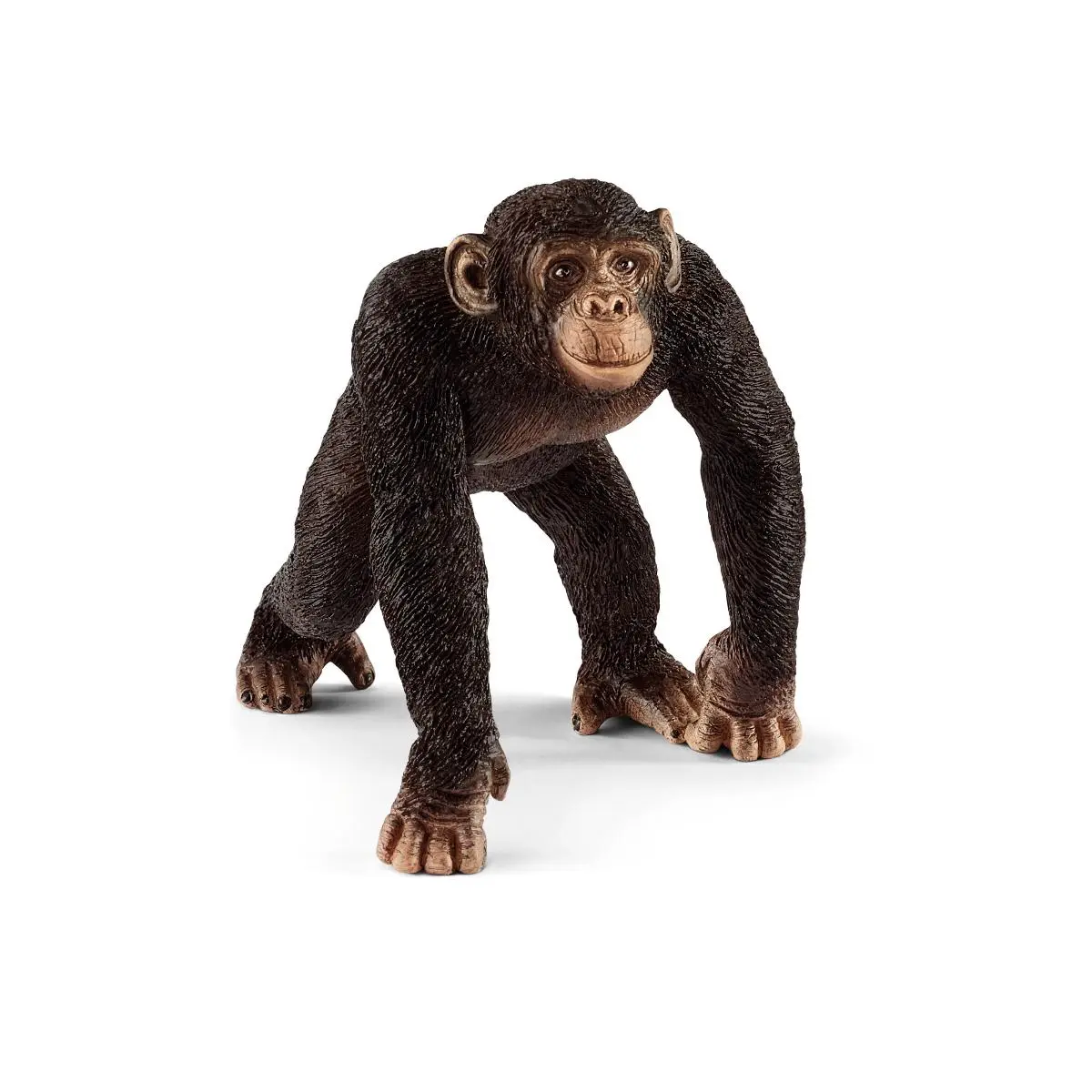 Шимпанзе, самка - фото