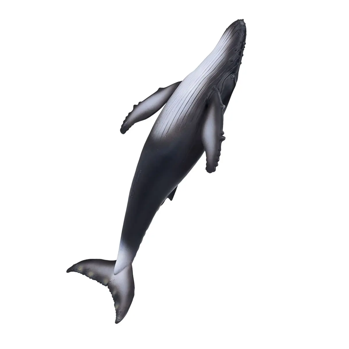 Горбатый кит - фото