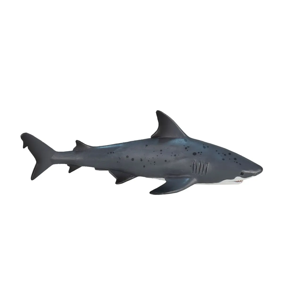 Тупорылая акула - фото