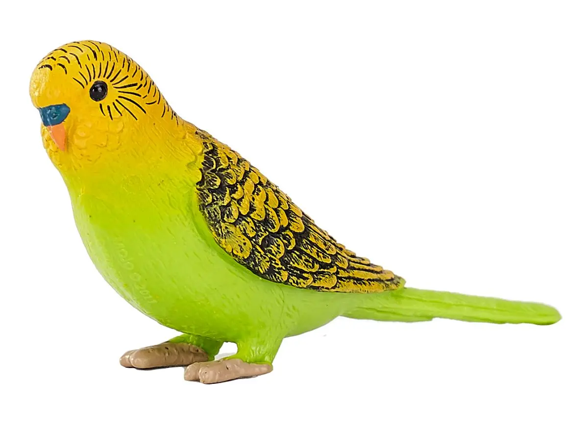 Волнистый попугайчик - фото