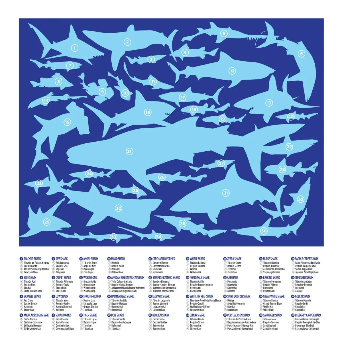 Пазл "36 животных: Акулы" - фото
