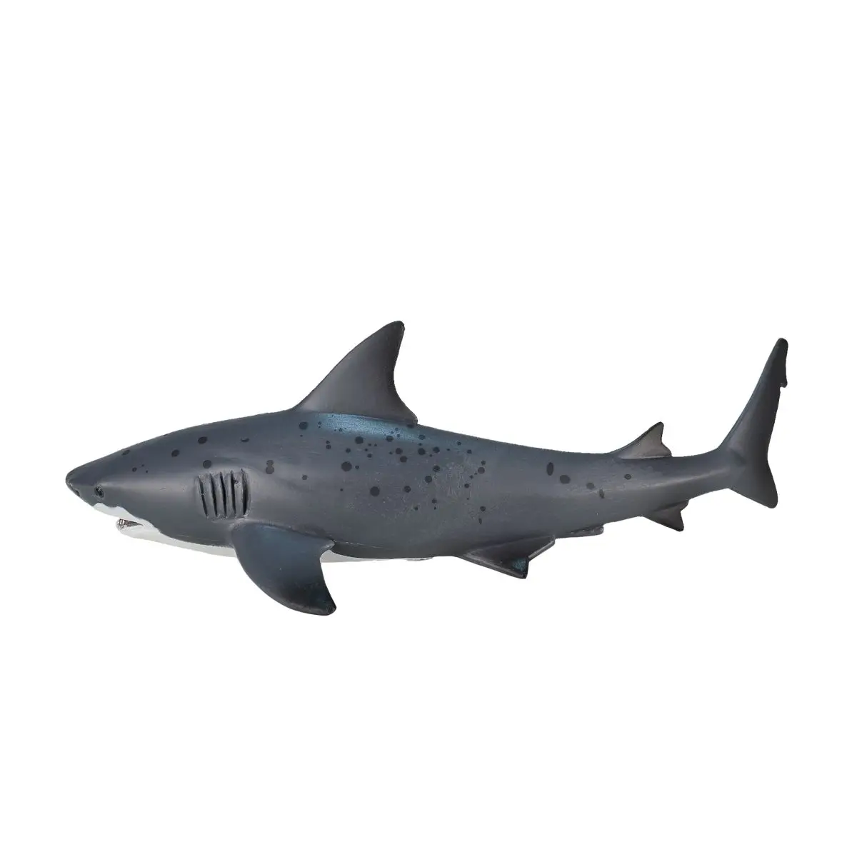 Тупорылая акула - фото