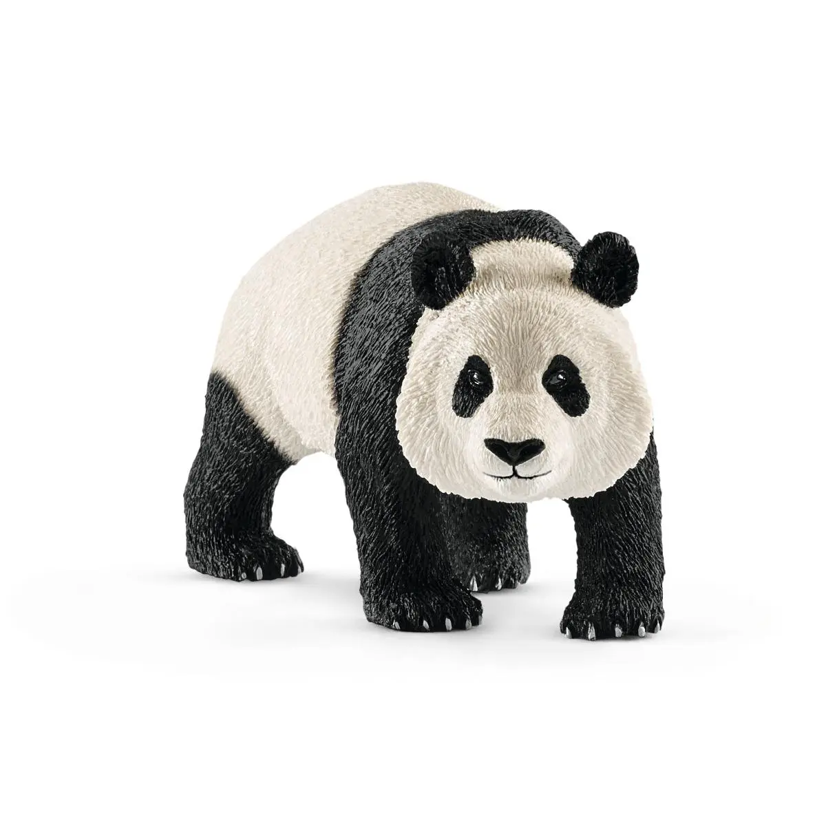 Гигантская панда, самец - фото