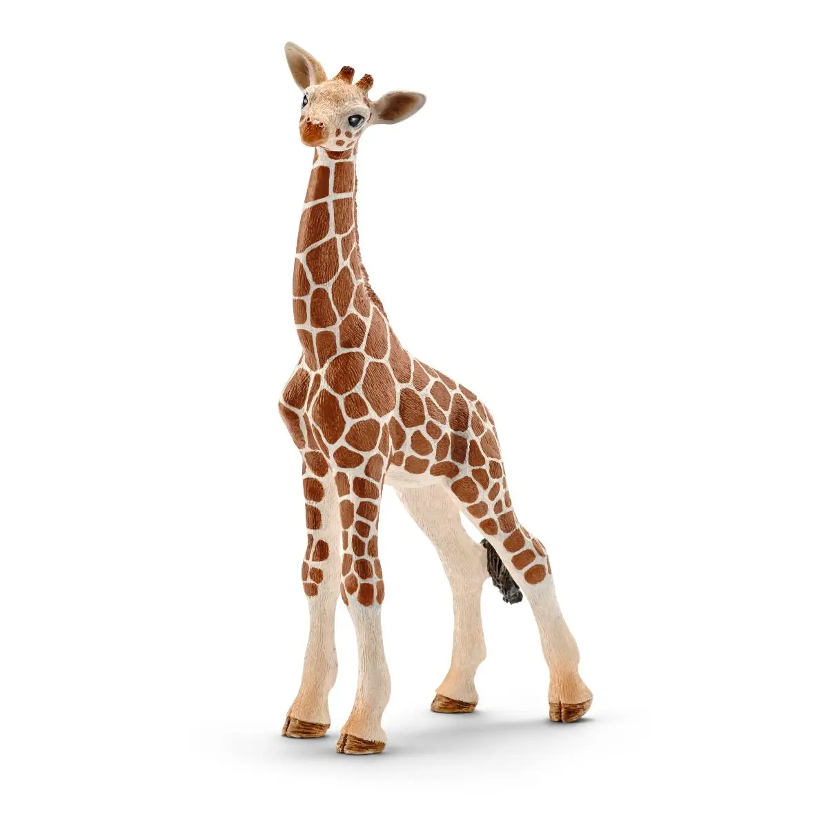Детёныш жирафа - фото