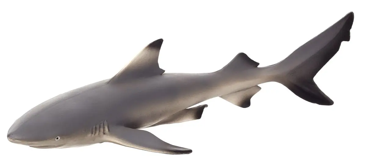 Черноперая рифовая акула - фото