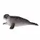 Длинномордый тюлень - фото 2