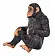 Шимпанзе - фото 3