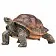 Гигантская черепаха - фото 3