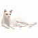 Кошка белая лежащая - фото 3