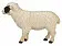 Шотландская черноголовая овца - фото 3