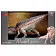 Фигурки животных и аксессуары Акрокантозавр - фото 3
