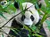 Стерео-пазл "Большая панда" - фото 3
