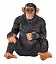 Шимпанзе - фото 4