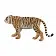 Бенгальский тигр - фото 4
